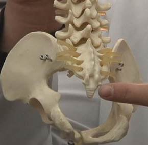 tail_bone2